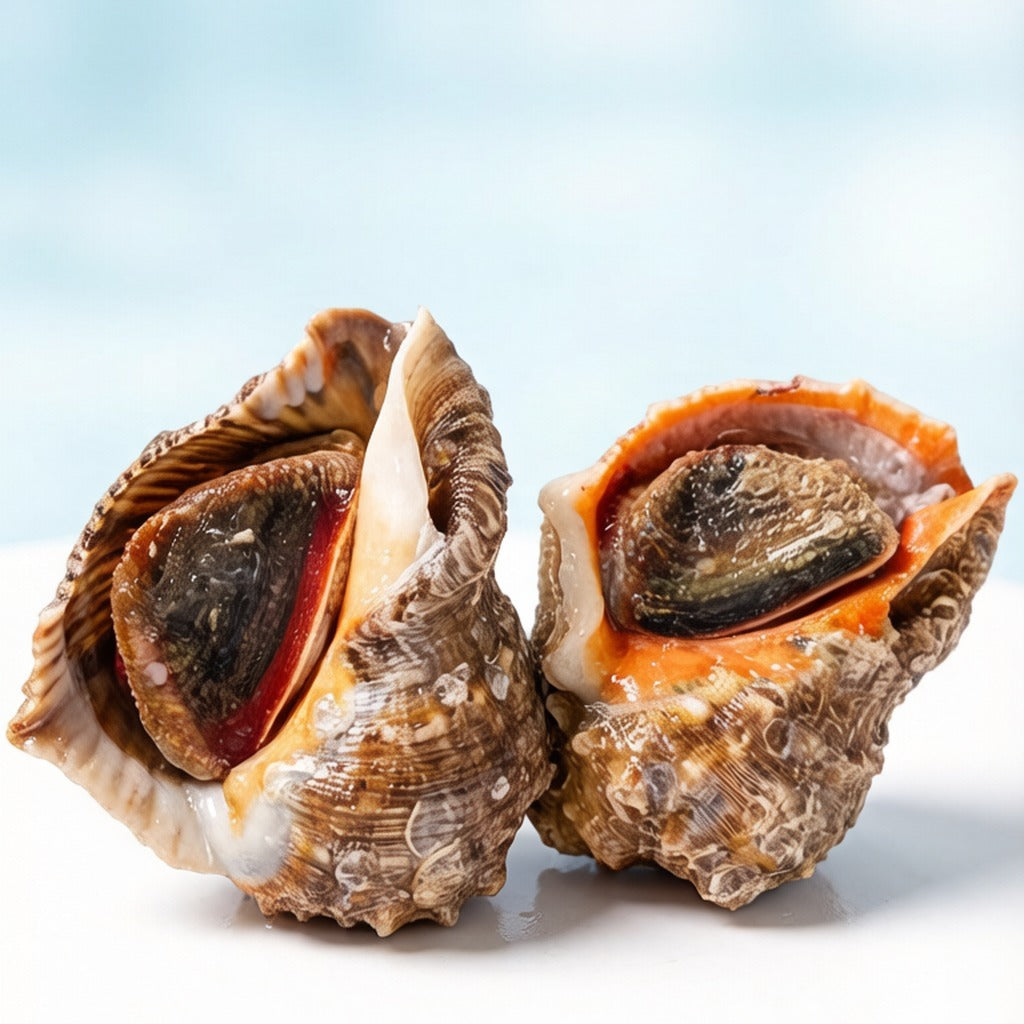 Two sea conch shells held in hand